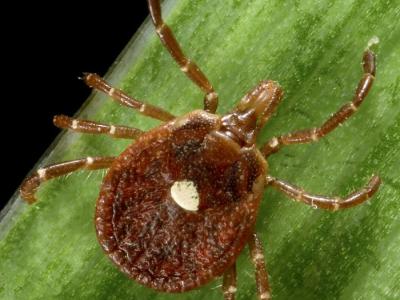 Lone star tick, adult female